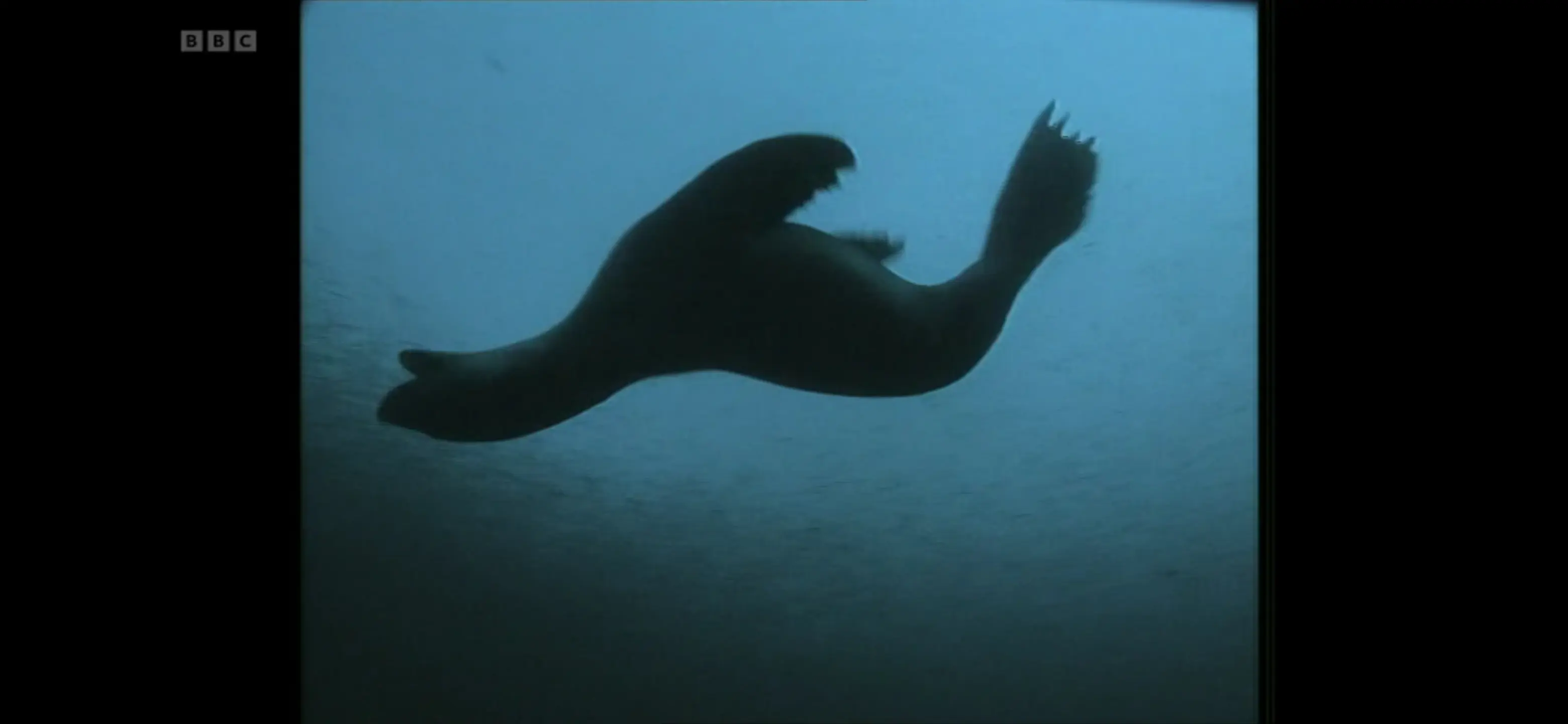 Antarctic fur seal (Arctocephalus gazella) as shown in Life in the Freezer - The Bountiful Sea